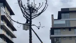 Trabalhamos com Corte e Poda, Jardineiro e Paisagista em Curitiba.