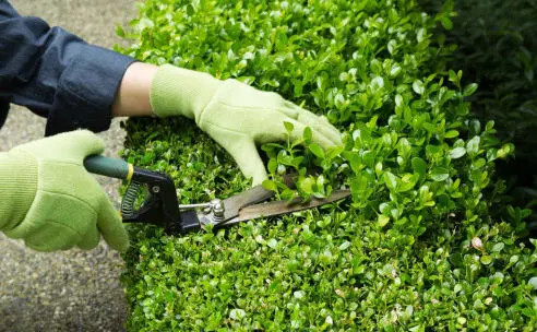 Manutençao de Jardins em Curitiba