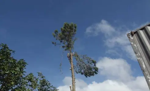 SERVIÇO corte de ARVORES curitiba e região